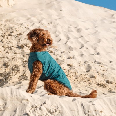 Жилет Pet Fashion «E.Vest» для собак, розмір SM, морська хвиля