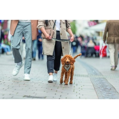 Шлея Trixie CityStyle H-harness для собак бавовна L–XL 75–120 см 25 мм світло-сіра
